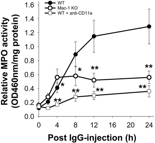 Figure 5. Time course of neutrophil infiltration. Neonatal WT, Mac-1 KO, and WT mice pretreated with CD11a-blocking antibody were injected intradermally with pathogenic anti-mBP180 IgG R530. Levels of infiltrating neutrophils at the IgG injection site were examined at the indicated time points after IgG injection. Data shown are the mean ± SEM. n = 6. *P < .05 and **P < .01 between R530-injected WT and Mac-1 KO mice.