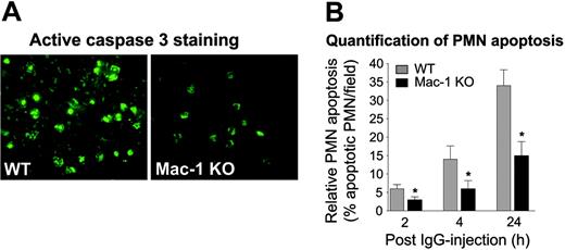 Figure 6. Neutrophil apoptosis in pathogenic IgG-injected Mac-1-deficient mice. WT and Mac-1 KO mice were injected intradermally with pathogenic anti-mBP180 IgG R530. The animals were examined 2, 4, and 24 hours after IgG injection for neutrophil apoptosis by detection of active caspase 3, an apoptosis effector enzyme. (A) Indirect IF showed significantly lower numbers of apoptotic neutrophils in the skin of Mac-1 KO mice than in WT mice. (B) Quantification revealed a significant decrease in the number of active caspase 3-stained neutrophils in the skin of Mac-1 KO relative to WT mice. Data shown are the mean ± SEM. n = 6, *P < .01.