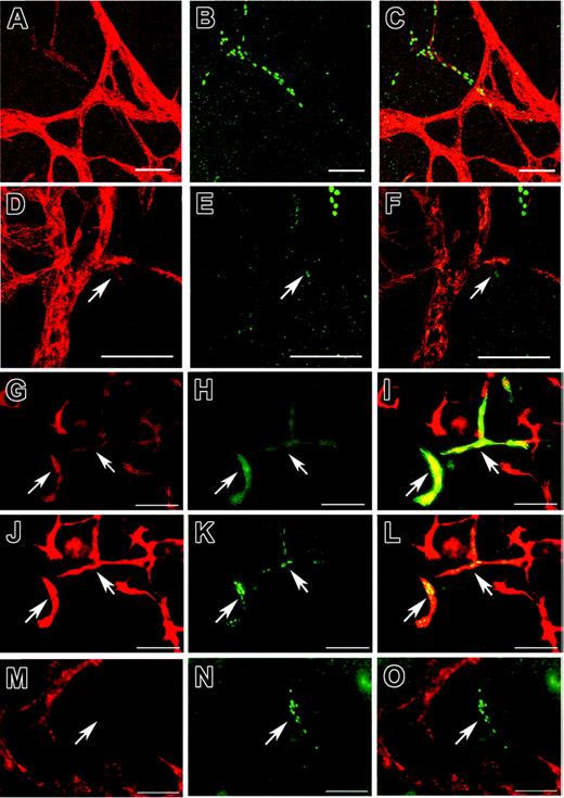 Figure 1. Development of lymphatic endothelial cells in embryoid bodies. Double-immunofluorescence stains of 27-day-old (A-F) and 21-day-old (G-O) EBs, cultured in the absence of VEGF-A or VEGF-C, for CD31-revealed (red; A,D) and Prox-1-revealed (green; B,E) CD31+ blood vessels and CD31+/Prox-1+ lymphatic vessels (C,F: merged images). Digital sectioning by laser confocal microscopy (D-F) revealed sprouting of lymphatic vessels (arrows) from preexisting blood vessels. Differential immunofluorescence stains for CD31 (red; G,J) and LYVE-1 (green; H) revealed that the CD31+/LYVE-1+ lymphatic vessels also expressed Prox-1 (green; K, arrows). (I,L) Merged images. Blood vessels expressed the vascular-specific marker MECA-32 (red; M), whereas Prox-1+ lymphatic vessels (green; N, arrow) were MECA-32-. (O) Merged image. (J-L) Scale bars, 100 μm (A-L), 50 μm (M-O).