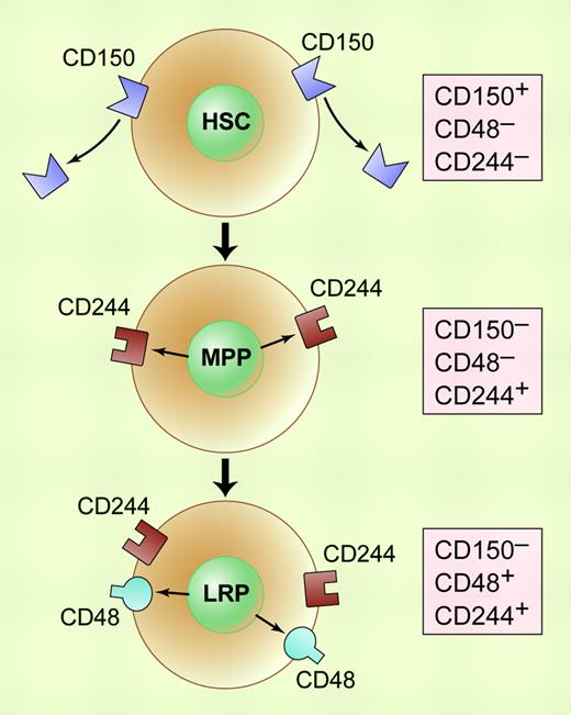 SLAM cell-surface markers delineate differentiation steps in early hematopoiesis. Originating with pluripotent hematopoietic stem cells (HSCs), differentiation steps include multipotent progenitor cells (MPPs) and lineage-restricted progenitor cells (LRPs). Each is characterized by a different complement of SLAM markers: HSCs are CD150+CD48-CD244-; MPPs are CD150-CD48-CD244+; LRPs are CD150- CD48+CD244+. It should be noted that CD48 is a ligand for CD244, thus CD150+ CD48- is sufficient to distinguish HSCs from MPPs and LRPs. Illustration by Kenneth Probst.