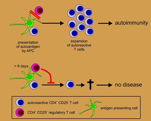 Presentation of self antigen to regulatory T cells. If self antigen is presented to self-reactive T cells in the absence of CD4+CD25+ regulatory T cells, self-reactive T cells can expand and induce autoimmunity (upper portion of figure). As little as 6 days of autoantigen presentation to regulatory T cells is sufficient to induce profound suppressive function of these cells, leading to inhibition of autoantigen reactive T cells and thereby preventing disease.