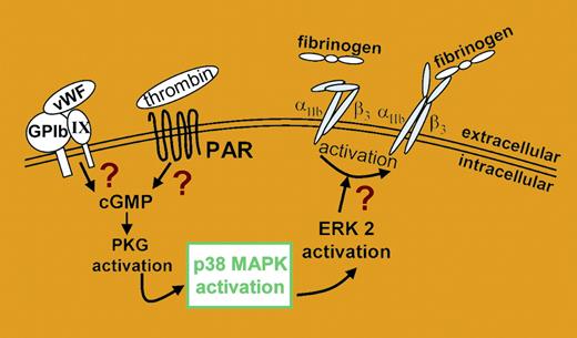 Novel signaling pathway leading to αIIbβ3 activation. Interaction of VWF or thrombin with their receptors on platelet membrane results in an increase of intracellular cGMP levels, leading to activation of cGMP-dependent protein kinase (PKG). This kinase is upstream of p38 MAPK and ERK2 phosphorylation, which is crucial in αIIbβ3 activation.