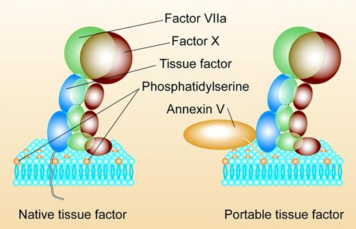 Enzyme complexes containing native tissue factor versus portable tissue factor. Native tissue factor contains a transmembrane tail that anchors it to the membrane. Portable tissue factor is a soluble, engineered protein that uses annexin V to come to a phosphatidylserine-containing membrane. Exposed phosphatidylserine enhances binding of factor VIIa to tissue factor and of factor X to the complex of factor VIIa with tissue factor. Illustration by Paulette Dennis.