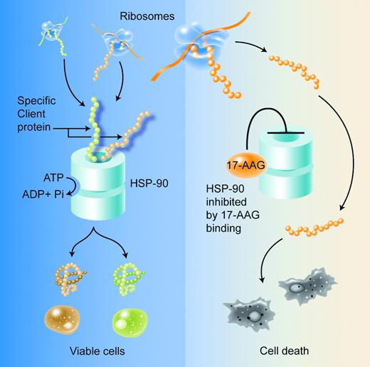 Binding of 17-AAG at the ATP binding site of HSP90 results in functional inhibition of the chaperone. This results in misfolding and destabilization of the client proteins essential for survival of the malignant cell. Misfolded proteins are degraded through the ubiquitin-proteasome pathway. Illustration by A. Y. Chen.