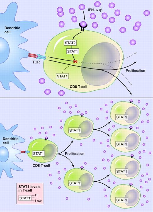 Virus infection is quickly followed by production of type I IFNs. These cytokines will antagonize viral replication but also act to inhibit T-cell expansion in a STAT1 dependent manner (top). Gil et al now show that rapidly dividing (CSFE10), virus-specific T cells overcome this block to proliferation by down-modulating the level of STAT1 protein available for transducing signals from the IFN-αβ receptor (bottom). Illustration by Kenneth Probst.