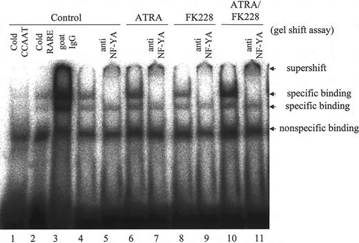 Figure 4. ATRA/FK228 combination increases binding of the NF-YA to the MDR1 promoter CCAAT box in NB4 cells. NB4 cells were treated with ATRA (1 μM) and/or FK228 (3.0 nM) for 24 hours. Binding complexes were analyzed by gel shift assays using a CCAAT probe. Nuclear extracts from control cells were incubated in the presence of a 30-fold molar excess of unlabeled CCAAT (lane 1) and βRARE oligonucleotides (lane 2) and goat IgG (lane 3). In lanes 4, 6, 8, and 10, no competitors or antibodies were added. The βRARE consensus oligonucleotide does not contain a CCAAT binding sequence. Example of gel shift assay representative of 3 experiments that produced comparable results.