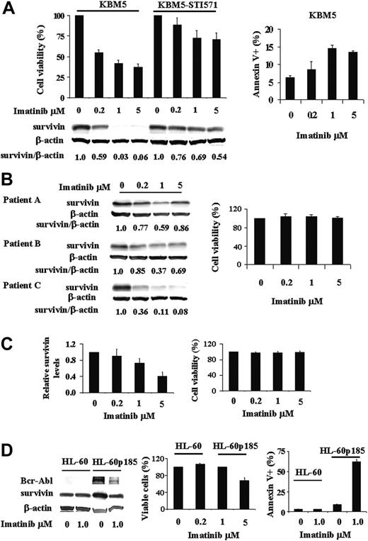 Figure 1. Regulation of survivin expression by Bcr-Abl tyrosine kinase in Ph+ cells. (A) Survivin expression and viability of KBM5 and KBM5-STI571 cells treated with imatinib. KBM5 and KBM5-STI571 cells were treated with various concentrations of imatinib. Cell viability was determined by trypan blue exclusion and annexin V staining and survivin protein levels by Western blot analysis, both performed 48 hours after treatment. (B-C) Survivin levels by Western blot analysis and cell viability by trypan blue exclusion in 3 accelerated/blastic phase (B) and 4 chronic phase (C) CML samples treated 48 hours ex vivo with various concentrations of imatinib. (D) Survivin expression and viability of HL-60 and HL-60p185 cells treated with 1 μM imatinib for 48 hours. Cell viability was determined by trypan blue exclusion and annexin V staining and survivin protein levels by Western blot analysis.