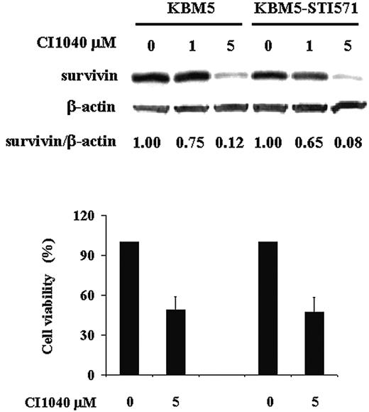 Figure 3. Treatment with CI1040. Survivin expression and cell viability were determined by trypan blue exclusion at 48 hours in KBM5 and KBM5-STI571 cells treated with the MEK inhibitor, CI1040.