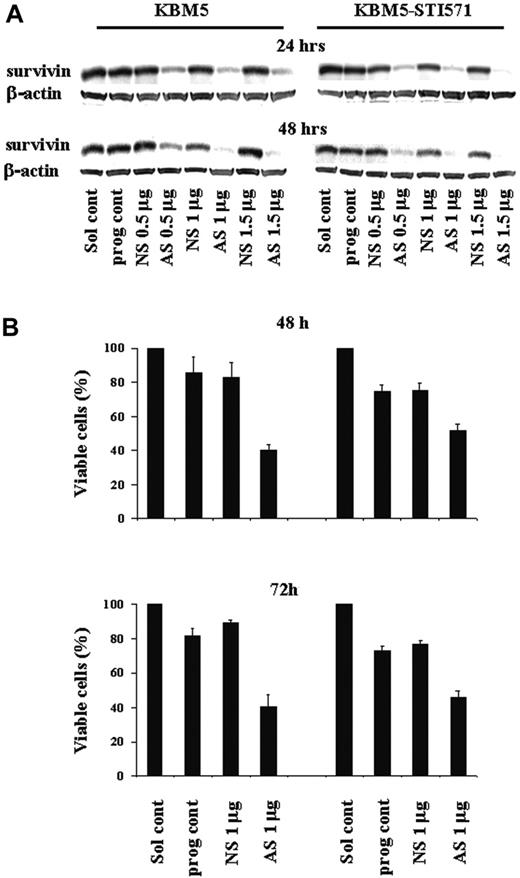 Figure 4. Survivin expression and cell viability in KBM5 and KBM5-STI571 cells treated with Sur-AS-ODN. (A) Sur-AS-ODN induced a dose- and time-dependent down-regulation of survivin protein and (B) down-regulation of survivin expression resulted in decreases in the viability of both KBM5 and KBM5-STI571 cells. Sol cont indicates solution T control; prog cont, nucleofection program K17 control; NS, Sur-NS-ODN control; AS, Sur-AS-ODN.