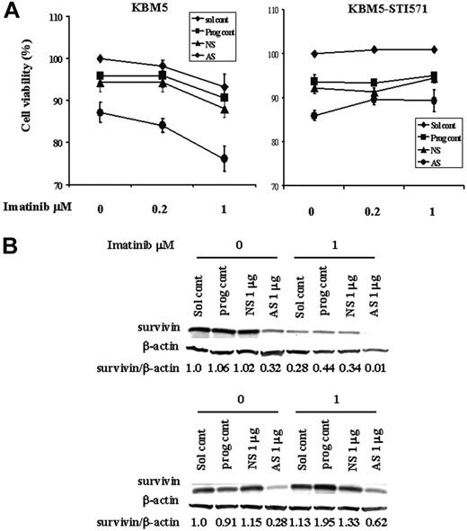 Figure 7. Combination treatment of KBM5 and KBM5-STI571 cells with Sur-AS-OND and imatinib. KBM5 and KBM5-STI571 cells were treated with Sur-AS-ODN for 24 hours. Imatinib was added for an additional 48 hours. (A) Cell death was analyzed by annexin V positivity. (B) Survivin protein levels were determined by Western blot analysis. Sol cont indicates solution T control; prog cont, nucleofection program K17 control; NS, Sur-NS-ODN control; AS, Sur-AS-ODN.