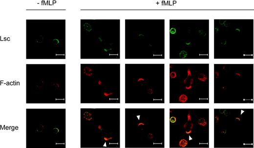 Figure 1. Lsc is specifically enriched at the leading and trailing edges of fMLP-stimulated neutrophils. Confocal images of murine bone marrow neutrophils adhered to a glass coverslip and incubated with vehicle alone (-fMLP) or with 1 μM fMLP (+fMLP) for 5 minutes. The cells were then fixed, permeabilized, and labeled with anti-Lsc antibody (green) and phalloidin (red). The majority of Lsc is symmetrically distributed at the plasma membrane of unstimulated neutrophils. Lsc becomes enriched at the leading edge (solid arrowhead) and, to a lesser extent, the trailing edge of neutrophils stimulated with fMLP. Representative of 2 independent experiments. Bars represent 10 μm.