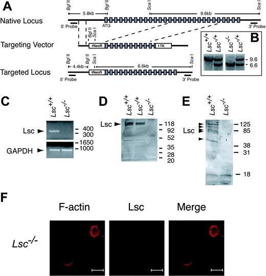 Figure 2. Targeted disruption of the Lsc gene eliminates Lsc expression. (A) Schematic diagrams of the native Lsc gene locus, Lsc targeting vector, and targeted Lsc gene locus. Shaded boxes indicate translated exons; dashed lines, boundaries of recombination between the native locus and targeting vector; solid triangles, orientation of the neomycin resistance (NeoR) and the thymidine kinase (TK) genes. (B) Southern blot of tail genomic DNA from the progeny of an Lsc-/+ mating, with the 3′ probe that hybridizes to a 9.6-kilobase (kb) fragment released from the native locus and a 6.6-kb fragment released from the targeted locus. Size markers at right are kb. (C) RT-PCR products generated from splenocyte oligo dT-primed total RNA with primers for Lsc and GAPDH. Size markers at right are base pair (bp). (D-E). Western blots of splenocyte (D) and neutrophil (E) lysates with anti-Lsc antibody. Multiple bands in Lsc+/+ neutrophil lysates may be Lsc splice variants or degradation products. Molecular weight markers at right, kDa. (F) Confocal images of Lsc KO neutrophils prepared and labeled as described in Figure 1. Bars represent 10 μm.