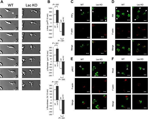 Figure 3. Lsc is required to form a single-dominant pseudopod in formyl-peptide–stimulated neutrophils. DIC photomicrographs (25 × objective) of WT and Lsc KO neutrophils stimulated with 10 μM fMLP in a Zigmond chamber were obtained at 15-second intervals for 15 minutes and subjected to quantitative analyses of cell shape (see Supplemental Videos 1-2 and Table 1). (A) Representative sequential photomicrographs of fMLP-stimulated WT and Lsc KO neutrophils. WT neutrophils form and sustain a single-dominant pseudopod (solid arrowhead). In contrast, Lsc KO neutrophils rapidly generate and retract pseudopodia at random locations around the cell perimeter. (B) fMLP-stimulated Lsc KO neutrophils undergo larger cumulative positive and negative changes (Δ) in area, perimeter, and roundness. These differences result from the rapid turnover of supernumerary pseudopodia in Lsc KO neutrophils. Data are the mean ± SEM for 60 cells of each genotype from 3 independent experiments. (C-F) Confocal images (63 ×) of WT and Lsc KO neutrophils adhered to a glass coverslip and incubated with 1 μM fMLP for 5 minutes. The cells were then fixed, permeabilized, and labeled with phalloidin (red) and the indicated antibodies. Bars represent 10 μm. Images are representative of 2 independent experiments. (C-D) fMLP-stimulated PIP3 and Akt accumulation at the leading edge of pseudopodia is similar in WT and Lsc KO cells. PIP3 and Akt are not visible in all pseudopodia of WT or Lsc KO neutrophils, likely reflecting varying stages of pseudopod formation. (E-F) fMLP-stimulated pMLC and RhoA accumulation at the trailing edge of the uropod is similar in WT and Lsc KO cells. Solid arrowhead indicates leading edge; open arrowhead, trailing edge. All photomicrographs are representative of at least 2 independent experiments.
