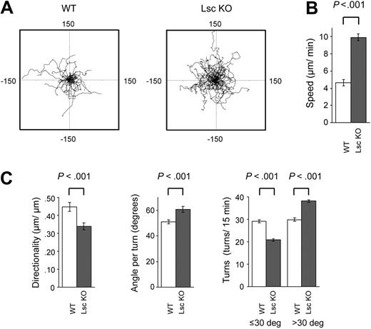 Figure 4. Lsc is required for normal migration of formyl-peptide–stimulated neutrophils. DIC photomicrographs (25 × objective) of WT and Lsc KO neutrophils stimulated with 10 μM fMLP in a Zigmond chamber were obtained at 15-second intervals for 15 minutes as described in Figure 3A and subjected to quantitative analyses of cell migration (see Supplemental Videos S1-S2 and Table 1). (A) Wind-rose plots of fMLP-stimulated WT and Lsc KO neutrophil migration over 15 minutes (n = 60 cells of each genotype). Scale, μm. Lsc KO cells migrate farther and with a more meandering path. (B) fMLP-stimulated Lsc KO neutrophils migrate faster than WT neutrophils. (C) fMLP-stimulated Lsc KO neutrophils migrate with decreased directionality compared with WT neutrophils. The fMLP-stimulated Lsc KO neutrophils also make larger average turns, fewer small turns (≤ 30°), and more large turns (> 30°) turns, compared with WT neutrophils. Data are the mean ± SEM for 60 cells of each genotype from 3 independent experiments.