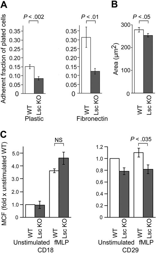 Figure 5. fMLP-stimulated Lsc KO neutrophils are less adherent. (A) Neutrophils plated on either plastic or fibronectin were stimulated with 10 μM fMLP for 30 minutes and washed 3 times, and the remaining adherent neutrophils were quantified as a fraction of the total plated. Data are the mean ± SEM calculated from 6 independent samples in each experiment. Plots are representative of at least 2 independent experiments. (B) The adherent area of WT and Lsc KO neutrophils plated on a glass coverslip and stimulated with 10 μM fMLP in a Zigmond chamber are as described in Figure 3A. Lsc KO neutrophils are less spread out than WT neutrophils. (C) Surface expression of CD18 (β2-integrin) and CD29 (β1-integrin) on fMLP-stimulated WT and Lsc KO neutrophils. Neutrophils in suspension were incubated with 10 μM fMLP or vehicle alone for 30 minutes and labeled with an anti-CD18 or anti-CD29 antibody, and the geometric mean cellular fluorescence (MCF) of the labeled neutrophils was measured by flow cytometry and normalized to the MCF of unstimulated WT neutrophils. Data are the mean normalized MCF ± SEM from 3 independent experiments. CD18 expression is similar in WT and Lsc KO neutrophils before and after stimulation. CD29 expression is reduced in Lsc KO neutrophils before and after fMLP-stimulation.