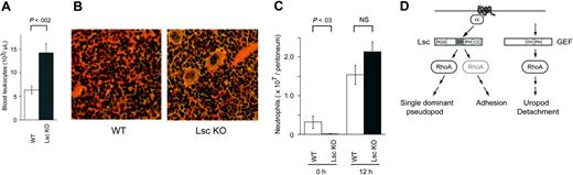 Figure 7. Lsc KO mice have peripheral-blood leukocytosis and extramedullary hematopoiesis, with normal recruitment of neutrophils to E coli peritonitis. (A) The mean number of peripheral-blood leukocytes ± SEM in adult WT and Lsc KO mice (n = 11 age- and sex-matched mice of each genotype) (see Table 2). The mean peripheral leukocyte count in Lsc KO mice is 2-fold that of WT mice. (B) Extramedullary hematopoiesis in the red pulp of the spleen. Light micrographs (25 × objective) of spleen sections from WT and Lsc KO mice stained with hematoxylin and eosin. Representative of 4 mice of each genotype. (C) Lsc KO mice have significantly fewer peritoneal neutrophils at rest, but similar numbers of peritoneal neutrophils 12 hours after intraperitoneal injection of 106 cfu E coli. Data are the mean number of peritoneal neutrophils ± SEM for at least 4 mice at each time point. (D) Model for the role of Lsc in formyl-peptide–stimulated neutrophils. Lsc is required to form a single-dominant pseudopod and for normal adhesion in formyl-peptide–stimulated neutrophils. Schematic diagram of Lsc signaling pathways in neutrophils (see “Discussion” for details). Formyl-peptides bind 7-transmembrane segment surface receptors. The ligand-bound receptors release activated G-protein α-subunits that stimulate the Lsc DH domain to activate RhoA. Activated RhoA is required to form a single-dominant pseudopod. Lsc is also required for formyl-peptide–stimulated neutrophil adhesion. Lsc may regulate adhesion through a RhoA-independent pathway. Lsc is not required for RhoA-dependent uropod release.