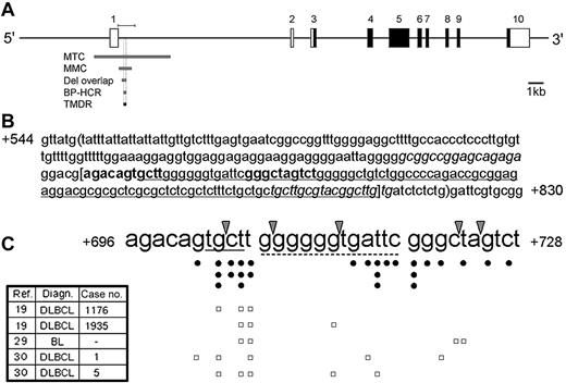 Figure 2. The TMDR contains a p53RE evolutionarily conserved in primates. (A) Schematic representation of the human BCL6 gene. Coding and noncoding exons are indicated by ▪ and □, respectively. MTC indicates major translocation cluster; MMC, major mutation cluster; Del overlap, region of internal deletions overlap; BP-HCR, breakpoint hyper-cluster region; TMDR, translocations, mutations, and deletions region; and the bar above the BCL6 gene, fragment cloned for the luciferase assay. (B) Sequence of a segment of the human BCL6 intron 1 containing a p53RE. The nucleotides are numbered relative to the transcription start site. The 2 decamers of the p53RE are in bold; the TMDR is between brackets; the BP-HCR is underlined; the region of deletions overlap is between parentheses; the primers used for the BCL6 ChIP analysis are italicized. (C) Reported translocations and mutations in the BCL6 p53RE. Arrowheads indicate positions of breakpoints of translocations; •, point mutations; □, each row represents the point mutations of a single patient with at least 3 mutations in the p53RE; Ref, reference; Diagn, diagnosis; DLBCL, diffuse large B-cell lymphoma; BL, Burkitt lymphoma; and —, not available. The WRCY motif (tgct) is underlined with a solid line; the 12-bp spacer is underlined with a dashed line; the details of the patients appear in the left table, along with the case no. from the original article.