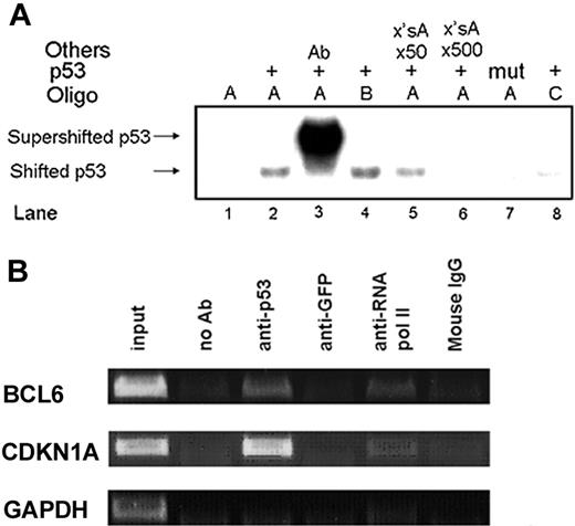 Figure 3. p53 binds to the BCL6 p53RE in vitro and in vivo. (A) p53 in vitro binding to the BCL6 p53RE was assayed by EMSA. Wild-type (lanes 2-6, 8) and mutant (lane 7) p53 proteins were incubated with the specified oligos. Oligo A, wild-type BCL6 p53RE (lanes 1-3, 5-7); Oligo B, like oligo A without the extra guanosine in the middle of the first decamer of the BCL6 p53RE (lane 4); Oligo C, mutated BCL6 p53RE (lane 8); supershift with anti-p53 antibody (lane 3); competition with a 50-fold or 500-fold excess of unlabeled oligo A (lanes 5 and 6, respectively). Ab indicates antibody. ×'sA indicates an excess of unlabeled Oligo A. (B) p53 in vivo binding to the BCL6 p53RE was assayed by ChIP in lymphoblastoid B cells. Immunoprecipitation of p53 protein-DNA complexes was done with anti-p53 antibody. Negative controls were chromatin immunoprecipitated with an irrelevant antibody (anti-GFP) and normal mouse IgG, as well as samples to which no antibody was added (no Ab). Positive control was chromatin immunoprecipitated with anti-RNA polymerase II antibody. Primers specific for the CDKN1A promoter and GAPDH exon 4 served as positive and negative controls, respectively. Input indicates 0.1% of the sonicated chromatin before immunoprecipitation.