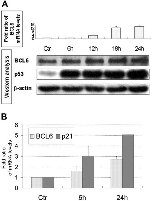Figure 5. Doxorubicin induces BCL6 mRNA and protein in lymphoblastoid B cells and mRNA in U2OS cells. (A) (Top) Lymphoblastoid B cells were treated with doxorubicin and harvested at the indicated times. BCL6 mRNA levels were determined using QPCR and normalized to β2-microglobulin. Results display mean ± SD of quantifications repeated 3 times, each in duplicate. Ctr indicates untreated cells. (Bottom) Western blot analysis of BCL6, p53, and β-actin in the lymphoblastoid B cells after the same treatment with doxorubicin. Results displayed are representative of 2 independent experiments. (B) U2OS cells were treated with doxorubicin and harvested at the indicated times. BCL6 mRNA levels were determined using QPCR and normalized to β-actin. p21 served as positive control. Results display mean ± SD of quantifications of 3 independent experiments, each repeated 3 times, each in duplicate. Ctr indicates untreated cells.