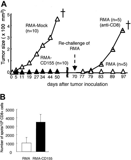 Figure 4. Memory CD8+ T-cell induction specific to RMA by the DNAM-1 ligands. (A) Groups of 10 C57BL /6 mice were primarily inoculated with mock-transduced or Cd155-transduced RMA tumor cells. Mice that had rejected 1 × 105 Cd155-transduced RMA tumor cells were divided into 2 groups and pretreated (intraperitoneally) with either anti-CD8 mAb or control immunoglobulin, and rechallenged subcutaneously in the back with 1 × 105 parental RMA tumor cells at 70 days after the primary tumor inoculation. Tumor size in each mouse was measured twice a week and the mean values were plotted. (B) CD8+ T cells were separated from spleen in mice 14 to 18 days after inoculation with RMA-mock or RMA-CD155 and stimulated in vitro with gagL peptide in the presence of splenocytes that were used as APCs. The frequency of the peptide-specific CD8+ T cells, defined as IFN-γ–producing cells, was determined by ELISPOT assay, as described in “Materials and methods.” Error bars indicate 1 SD.