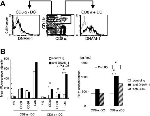 Figure 5. DNAM-1–mediated signal induces maturation and activation of CD8α DCs. (A) Spleen cells from C57BL /6 mice were stained with PE-conjugated anti-CD11c, FITC-conjugated anti-CD8, and biotin-conjugated anti–DNAM-1, followed by APC-conjugated streptavidin. DNAM-1 expressions on CD8α-CD11c+ and CD8α+CD11c+ cells were analyzed by flow cytometry. (B) CD11c+ DCs were separated from splenocytes of C57BL /6 mice by positive selection using MACS. Purified DCs were stimulated for 4 days with plate-coated anti–DNAM-1 mAb or control IgG, and stained with anti-CD11c, anti-CD8, and either control immunoglobulin, anti-CD80, anti-CD86, or anti–MHC class II (I-Ab). Mean fluorescence intensity of CD80, CD86, and I-Ab expressions on CD8+CD11c+ or CD8-CD11c+ DCs were determined by flow cytometry. Data are representative of several independent experiments. (C) CD11c+CD8α+ or CD11c+CD8α- DCs were stimulated with plate-coated mAbs indicated for 4 days, pulsed with the OVA peptide, and then cocultured with CD4+ T cells from splenocytes of OT-II mice for 7 days. CD4+ T cells were stimulated with anti-CD3 and anti-CD28 for 48 hours and IFN-γ concentrations in the culture supernatant were determined by ELISA. Data are representative of several independent experiments.