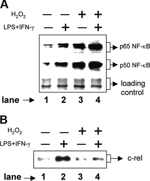 Figure 4. H2O2 increases nuclear p50 and p65 NF-κB expression but inhibits c-rel levels in the nucleus. The RAW 264.7 macrophages were treated with 250 μM H2O2 for 1 hour followed by stimulation with LPS plus IFN-γ for another 1 hour. Nuclear extracts were prepared and the expression of p65 (A, top lane) and p50 (A, middle lane) component of NF-κB was examined by immunoblot analysis. As a loading control identical amounts of total proteins were loaded (A, bottom lane). The same nuclear extracts were used to examine c-rel expression by Western blotting (B). This experiment is representative of 5 experiments performed with similar results.