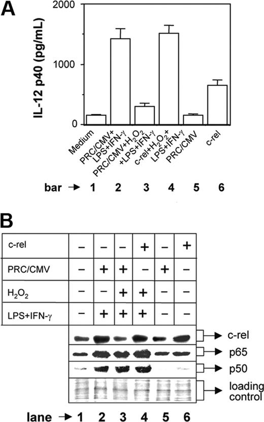 Figure 5. Overexpression of c-rel restores IL-12 p40 induction in H2O2-treated macrophages. The RAW 264.7 macrophages were transfected with either the mock plasmid (PRC/CMV) or a c-rel-overexpressing plasmid construct using Lipofectamine 2000. Cells were incubated for 24 hours, washed, and further stimulated with LPS plus IFN-γ in the absence or presence of 250 μM H2O2. After 48 hours, the amounts of IL-12 p40 (mean ± SD) secreted in the culture supernatants were measured by EIA (A). The c-rel, p65, and p50 levels in the nuclear extracts were detected by Western blotting after 1 hour of stimulation with LPS plus IFN-γ (B). The equal loading of protein was confirmed by staining with Ponceau S stain (B). This experiment is representative of 3 experiments performed with similar results.