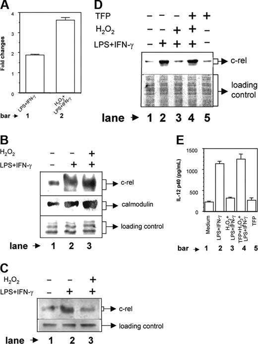 Figure 6. Involvement of CaM in H2O2-mediated down-regulation of c-rel. The RAW 264.7 macrophages were stimulated with LPS plus IFN-γ in the absence or presence of 250 μM H2O2. After 1 hour of stimulation, the cells were harvested and both the cytoplasmic and the nuclear extracts were prepared. CaM contents (mean ± SD) in the cytoplasmic extracts were determined by EIA as described in “Materials and methods” and expressed as the fold changes over unstimulated control (A). The same cytoplasmic extracts were incubated with anti-CaM antibody for 3 hours at 4°C and then protein A/G-Sepharose was added to the mixture and was further incubated for 2 hours at 4°C. Coimmunoprecipitated c-rel was detected by Western blot (B, top lane). The same preparation was also used to detect CaM level using anti-CaM antibody, respectively (B, middle lane). The equal loading of protein was confirmed by staining with Ponceau S stain (B, bottom lane). The c-rel levels in the nuclear extracts were measured by immunoblot analysis (C, top lane) of identical amounts of total proteins loaded in the blot (C, bottom lane). This experiment is representative of 3 experiments performed with similar results. In another experiment, the RAW 264.7 macrophages were either treated with LPS plus IFN-γ alone or cotreated with H2O2 and LPS plus IFN-γ in the absence or presence of 5 μM TFP, which is a known inhibitor of CaM activity. The nuclear accumulation of c-rel was detected after 1 hour by immunoblot analysis (D, top lane). The equal loading of protein was confirmed by Ponceau S staining (D, bottom lane). The IL-12 p40 levels (mean ± SD) secreted in the culture supernatants were determined after 48 hours by EIA (E). Results shown are representative of 3 independent experiments.