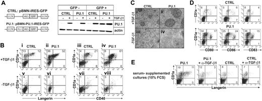 Figure 3. Cooperation of PU.1 and TGF-β1 in LC induction from progenitor cells. (A-D) CD34+ cord-blood cells were transduced with PU.1-IRES-GFP or empty control vector and then stimulated in serum-free medium supplemented with the cytokine combinations SCF/Flt3L/GM-CSF or SCF/Flt3L/GM-CSF plus TGF-β1 as indicated. (A) Schematic representation of the retroviral vectors used in the experiments (left). Representative day-5-generated gene-transduced cultures were FACS sorted into GFP+ and GFP- cell fractions and were subsequently analyzed for PU.1 or actin using Western blot analysis (right). (B-D) Day 7-generated PU.1- or control-transduced cultures are compared. GFP+ cells were gated on a separate FACS diagram (not shown) and were further analyzed for the expression of informative marker molecules (B: Langerin or CD40 vs CD1a; C: CD80, CD86, or CD83 vs CD1a). (C) Culture morphology of PU.1- or control-transduced cultures with or without TGF-β1 as indicated. Data in panels B, C, and D are representative of 9, 6, and 3 independent experiments, respectively. Data in panel D are representative of 3 independent experiments. (E) CD34+ cord-blood cells were transduced with PU.1-IRES-GFP (PU.1) or empty control vector (CTRL) and were then stimulated in culture medium supplemented with the cytokine combinations SCF/Flt3L/GM-CSF and 10% FCS in the absence or presence of 10 μg/mL neutralizing antibody specific for TGF-β1. Gated GFP+ cells were analyzed for Langerin versus CD1a expression. The data shown represent 1 of 3 experiments with comparable results. Numbers in quadrants of diagrams indicate the percentage of cells in that quadrant.