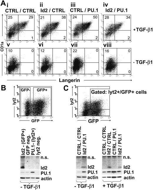 Figure 7. Combined ectopic expression of PU.1 plus Id2 is insufficient to induce LCs. CD34+ cord-blood cells were combined transduced with vectors encoding PU.1-IRES-lyt2 and Id2-IRES-GFP, or with respective empty control vectors (CTRL). Cells were then stimulated in serum-free medium supplemented with the basic cytokine combination SCF/Flt3L/GM-CSF/TNFα with or without TGF-β1 as indicated. (A) Gated lyt2+GFP+ cells are analyzed for Langerin vs CD1a expression. Data are representative of 3 independent experiments. Numbers in quadrants indicate the percentage of cells in that quadrant. (B) Cells generated without TGF-β1 were sorted into GFP+ and GFP- fractions (see representative FACS sorting region settings), or into lyt2+ and lyt2- fractions. Sorted cells were analyzed for Id2, PU.1, and actin protein expression using Western blotting. (C) Double-transduced lyt2+/GFP+ cells were FACS-purified according to the sort region shown. Western blot analyses for Id2, PU.1, and actin are shown (n.s. indicates nonspecific).