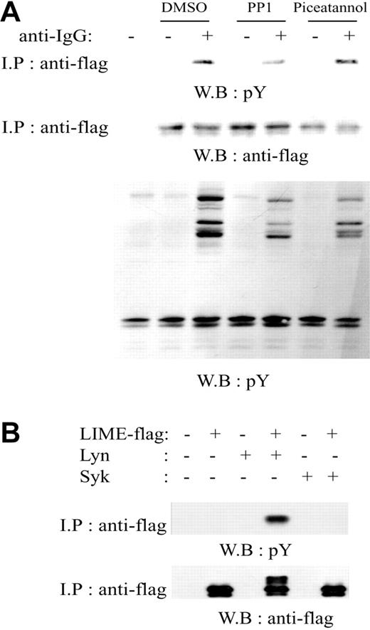 Figure 2. Upon BCR cross-linking, LIME is phosphorylated by Lyn tyrosine kinase. (A) A20 cells were transfected with constructs encoding LIME-flag. Subsequently, cells were pretreated with either DMSO, PP1 (a Src family tyrosine kinase inhibitor), or piceatannol (a Syk inhibitor) and stimulated with F(ab′)2 goat anti-mouse IgG for 1 minute. LIME was immunoprecipitated from cell lysates using an antiflag Ab, and the precipitates were analyzed by immunoblotting with an antiphosphotyrosine (4G10) or antiflag Ab. As a control, the same cell lysates were analyzed by immunoblotting with an antiphosphotyrosine Ab (third panel). (B) LIME-flag was coexpressed with Lyn or Syk in 293T cells. Lysates were subjected to immunoprecipitation with an antiflag Ab, and the precipitates were analyzed by Western blotting with antiphosphotyrosine (4G10) and antiflag Abs.