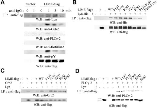 Figure 3. LIME associates with Lyn, Grb2, and PLC-γ2. (A) Expression plasmids encoding LIME-flag were transfected into A20 cells. Subsequently, cells were activated by cross-linking with F(ab′)2 goat anti-mouse IgG for the indicated times. Cell lysates were subjected to immunoprecipitation using an antiflag Ab, and the precipitates were analyzed by Western blotting using anti-Lyn, anti-Grb2, anti-PLC-γ2, antiphosphotyrosine (4G10), antiflotillin-2, and antiflag Abs. In antiphosphotyrosine blot (fifth panel), a 32-kDa band corresponding to the size of LIME was detected upon BCR stimulation. (B) Mapping of the binding sites for association with Lyn. His-tagged Lyn was coexpressed with flag-tagged tyrosine mutants of LIME (tyrosine→phenylalanine) in 293T cells. Lysates were analyzed by immunoprecipitation using an antiflag Ab followed by immunoblotting with an anti-His, antiflag, or antiphosphotyrosine (4G10) Ab. (C) Mapping of the binding sites for association with Grb2. Flag-tagged tyrosine mutants of LIME were coexpressed with Grb2 and Lyn in 293T cells. Cell lysates were processed as described in panel B. (D) Mapping of the binding sites for association with PLC-γ2. Flag-tagged tyrosine mutants of LIME were coexpressed with PLC-γ2 and Lyn in 293T cells. Cell lysates were processed as described in panel B.