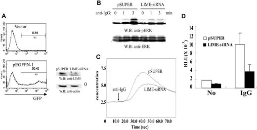 Figure 4. LIME is required for BCR-mediated activation of p42/44 MAPK, calcium flux, and NF-AT. (A) A20 cells were transfected with the control vector or plasmids expressing LIME siRNA along with pEGFPN-1. Forty-eight hours after electroporation, transfection efficiency was analyzed by FACS (left panels). The reduction of LIME expression upon expression of siRNA was assessed by Western blotting with an anti-LIME Ab (right panel). (B) LIME mediates BCR-dependent MAPK activation. A20 cells were transfected with pSUPER or pSUPER encoding siRNA directed against murine LIME. After 48 hours, transfected cells were activated with 20 μg/mL F(ab′)2 goat anti-mouse IgG for 1 and 3 minutes at 37°C. Lysates were analyzed by Western blotting with an anti-phospho-ERK or anti-ERK Ab. (C) LIME is required for the BCR-mediated Ca2+ response. A20 cells were transfected with pSUPER vector or pSUPER expressing an siRNA against LIME. After 48 hours, transfected cells were loaded with fura-2/AM for 30 minutes at 37°C. Subsequently, cells were stimulated with 20 μg/mL F(ab′)2 goat anti-mouse IgG, and the intracellular calcium level was measured. (D) LIME mediates BCR-dependent NF-AT activation. The plasmids expressing siRNA against LIME were cotransfected into A20 cells with an NF-AT-luciferase reporter construct. After 48 hours, the cells were incubated for 6 hours with medium alone, F(ab′)2 goat anti-mouse IgG, or PMA/ionomycin, and then harvested. Subsequently, the cells were lysed and the luciferase activity was assayed. To control for the transfection efficiency, the luciferase activities of medium or F(ab′)2 goat anti-mouse IgG-treated samples were normalized to those of PMA/ionomycin-treated samples. The experiments were performed twice in triplicate. Error bars indicate SD.
