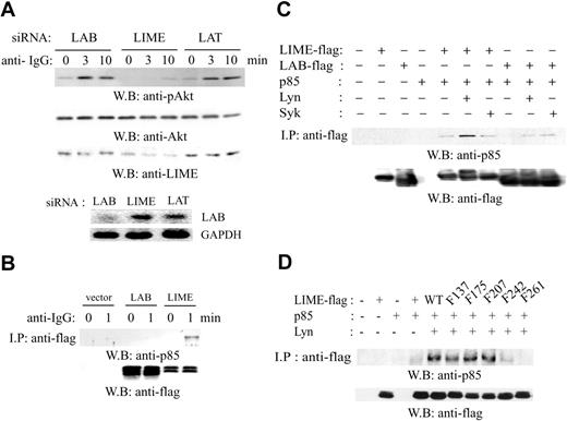 Figure 5. LIME is required for BCR-dependent Akt activation. (A) A20 cells were transfected with plasmids expressing siRNAs directed against murine LAB, LIME, or LAT. After 48 hours, transfected cells were activated with 20 μg/mL F(ab′)2 goat anti-mouse IgG for 3 or 10 minutes at 37°C. Lysates were analyzed by Western blotting with anti-phospho-Akt, anti-Akt, or anti-LIME Abs. The level of Lab mRNA was assessed by RT-PCR. (B) p85 associates with LIME. A20 cells were transfected with the plasmids expressing LIME-flag or LAB-flag and stimulated with 20 μg/mL F(ab′)2 goat anti-mouse IgG for 0 or 1 minutes at 37°C. The lysates were immunoprecipitated using an antiflag Ab, and the precipitates were analyzed by Western blotting using an anti-p85 or antiflag Ab. (C) p85 was coexpressed with LIME-flag or LAB-flag in 293T cells in combination with Lyn or Syk. Lysates were subjected to immunoprecipitation using an antiflag Ab, and the precipitates were analyzed by Western blotting using an anti-p85 or antiflag Ab. (D) Mapping of the motifs responsible for association with p85. Flag-tagged tyrosine mutants of LIME were coexpressed with p85 and Lyn in 293T cells. Lysates were subjected to immunoprecipitation using an antiflag Ab, and the precipitates were analyzed by Western blotting using an anti-p85 or antiflag Ab.
