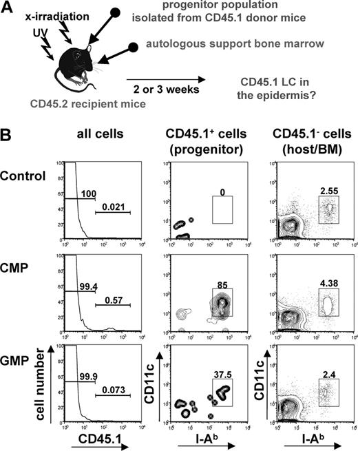 Figure 1. LCs develop from myeloid progenitors after UV light-induced skin inflammation. (A) Transplantation model. Lethally irradiated CD45.2 C57Bl/6 mice were injected intravenously with progenitor cells isolated from congenic CD45.1 mice plus 105 CD45.2 BM cells to ensure survival. Twenty-four hours after progenitor transplantation, mice received 20 minutes of UV light treatment to recruit progenitor cells to the skin. LC chimerism was analyzed by flow cytometry of epidermal cells. (B) Histogram plots show CD45.1 expression of epidermal cells isolated from mice 2 weeks after transplantation with 104 CMPs or 4 × 104 GMPs, or control mice. Control mice received transplants of autologous support BM cells only. Contour plots show CD11c/I-Ab expression profile of gated CD45.1+ and CD45.1- epidermal cells. Percentages of LCs derived from host- or donor-derived cells are indicated. Data are representative of at least 5 mice that underwent transplantation per progenitor population.
