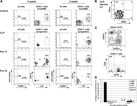 Figure 2. LC reconstitution by lymphoid progenitor cells. (A) Histogram plots represent CD45.1 expression profile of epidermal-cell suspensions 2 and 3 weeks after adoptive transfer of either 104 CLPs or 5 × 104 pro-T1 or control cells (autologous BM only). Contour plots show corresponding I-Ab/CD11c expression profile of gated CD45.1+ and CD45.1- epidermal cells from mice that underwent transplantation. (B) Contour plot shows B220/TCRγδ profile of CLP-derived LCs (CD45.1+, I-Ab+, CD11c+ population) isolated from the epidermis of mice that received transplants of CLPs at 3 weeks after adoptive transfer. (C) Top contour plot shows CD45.1/CD45.2 expression profile of total spleen cells at 3 weeks after adoptive transfer of 104 CLPs. Bottom contour plot represents TCR/CD19 expression profile of gated CLP-derived (CD45.1+) spleen cells. (D) Chart shows average LC reconstitution (% of total LCs) obtained per 104 progenitor cells at 2 weeks (both myeloid and lymphoid progenitors) and 3 weeks (only CLPs, pro-T1, pro-T2) after adoptive transfer. ND indicates not determined. Data are representative of at least 5 transplantations per progenitor population with similar results.