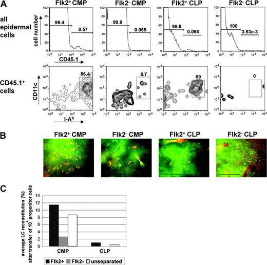 Figure 5. The potential to reconstitute LCs resides preferentially in the fraction of CLPs and CMPs expressing the Flt3 receptor. (A) Histograms in upper panel show CD45.1 expression profile of total epidermal cells derived from CD45.2 mice reconstituted with 104 CD45.1 CMPs or CLPs either expressing or lacking Flk2. Contour plots show CD11c/I-Ab expression profile of gated donor (CD45.1+) epidermal cells derived from the respective progenitor populations. Epidermal cells were analyzed for the presence of progenitor-derived LCs at 2 weeks (CMPs) or 3 weeks (CLPs). Percentages of LCs derived from transplanted cells (CD45.1+) or host cells (CD45.1-) are indicated. (B) Epidermal sheets from mice were prepared from mice that received transplants of 104 CD45.1+ CMPs (Flk2+ or Flk2-) at 2 weeks after transplantation and from mice reconstituted with either 104 CD45.1 Flk2+ CLPs or CD45.1 Flk2- CLPs at 3 weeks after transplantation. Shown are the overlays of photomicrographs obtained after immunofluorescence staining of epidermal sheets with anti-CD45.1-PE (red) and anti-I-Ab-FITC (green). Scale bar: 100 μm. Data are representative of at least 3 transplantations for each progenitor population with similar results. (C) Chart shows average LC reconstitution (% of total LCs) obtained per 104 progenitor cells (Flk2+, Flk2-, or unseparated) at 2 weeks (CMP populations) and 3 weeks (CLP populations) after adoptive transfer. Data are representative of at least 3 transplantations per progenitor population with similar results.