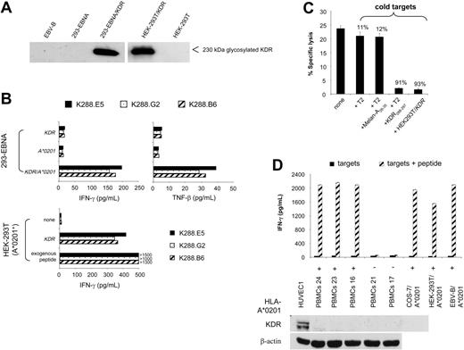 Figure 2. Natural processing and presentation of KDR288-297 peptide to cloned specific CTLs. (A) KDR protein expression by 293-EBNA and HEK-293T cells transfected with full-length KDR cDNA. Cells were transfected with 24 μg KDR plasmid DNA using LipofectAMINE. KDR expression was determined by Western blot. EBV-B cells and nontransfected cells were used as controls. (B) Recognition of transfectants by cloned CTLs. Cells (1 × 104 293-EBNA or A*0201-expressing HEK-293T) were transfected with 100 ng KDR, A*0201 plasmid DNA, or both using LipofectAMINE. Positive controls were cells pulsed with the exogenous KDR288-297 peptide at 10 μg/mL. T-cell assays were performed using cloned CTLs K288.E5, K288.G2, and K288.B6 specific for KDR288-297 peptide at an E/T ratio of 2:1. Cytokine contents in 24-hour culture supernatants were determined by standard IFN-γ ELISA and TNF-β bioassay.20 (C) Antigen-specific recognition of K288.E5 in cold-target inhibition assay. Effector cells (5 × 104/well) were incubated with 51Cr-labeled KDR/HEK-293T cells (5 × 103/well) in the presence of cold targets, KDR/HEK-293T, T2 alone, or T2 pulsed with KDR288-297 or an irrelevant peptide, at an inhibitor-target ratio of 20:1. Lytic activity was measured by 51Cr release assay. Numbers above bars represent percentage inhibition of lysis. (D) No reactivity of K288.E5 with KDR-negative primary cells and cell lines. Cells loaded with KDR288-297 peptide (10 μg/mL) were used as positive controls. Shown are the mean ± SD of triplicate wells consisting of 2 × 104 CTLs and equal numbers of individual targets. The lack of KDR protein in these cells was affirmed by Western blot analysis using a primary HUVEC culture and the β-actin marker as positive controls. All experiments were performed at least twice, with similar results.