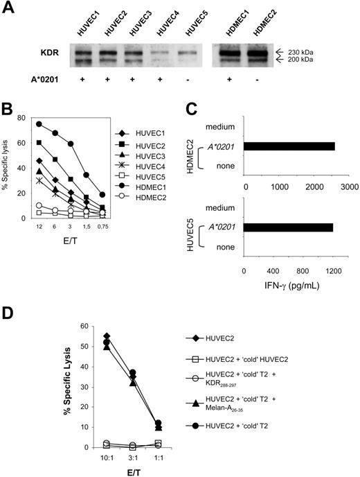 Figure 3. Recognition of HLA-A*0201-matched KDR+ aECs by K288.E5. (A) HLA-A2 and KDR phenotypes are summarized for each HUVEC and HDMEC primary culture. KDR protein in 30 μg cell lysate was assessed by Western blot. (B) Lysis of individual aEC cultures by K288.E5 at different E/T ratios. Cytolysis was determined in a 16-hour LDH release assay. (C) T-cell recognition of HLA-mismatched aECs on transfection with the HLA-A*0201 gene. Transfection and T-cell assays were performed as described in Figure 2. All experiments were performed 3 times, with similar results. (D) Cold-target inhibition assays containing unlabeled targets (1 × 105/well), 51Cr-labeled HUVEC2 cells (5 × 103/well), and K288.E5 at indicated E/T ratios. Cytotoxic activities were determined in a 6-hour 51Cr release assay. Data shown are representative of 2 independent experiments.
