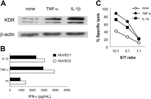 Figure 4. Enhanced CTL recognition of HLA-A2+ aECs on exposure to proinflammatory cytokines. (A) Up-regulated expression of KDR in HUVEC1 and 2 cells on treatment with TNF-α (20 ng/mL) or IL-1β (10 ng/mL) for 24 hours. KDR protein in 30 μg HUVEC1-cell lysates was determined by Western blot. The β-actin control is shown for each extract. (B) Enhanced recognition of TNF-α- or IL-1β-treated aECs by K288.E5. HUVEC1 and HUVEC2 cells were pretreated as described for 24 hours. After washing, they were cocultured with T cells at an E/T ratio of 3:1. Results are presented from 24 hours of IFN-γ production (pg/mL). (C) Enhanced specific lysis of TNF-α- or IL-1β-treated HUVEC1 cells by K288.E5 at different E/T ratios. Cytolysis was assessed in a 16-hour LDH release assay. Data shown are representative of 2 independent experiments.