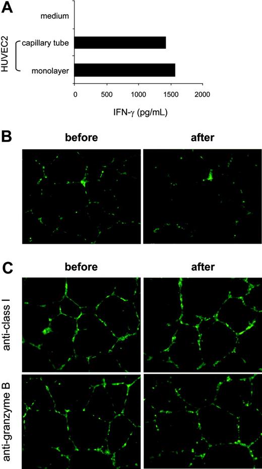 Figure 5. Efficient recognition of the capillary tube comprising HLA-A2+ aECs by K288.E5. (A) Comparison of T-cell recognition of aECs cultivated under different conditions. HUVEC2 cells (2 × 104/well) plated in tissue-culture wells (forming a monolayer) or in polymerized Matrigel (10 mg/mL, assembling into tubular structures) were mixed with K288.E5 at a 1:2 ratio and were cocultured overnight. IFN-γ release from CTLs was measured by IFN-γ ELISA. (B) Destruction by K288.E5 of capillary tubes formed in Matrigel. Tube-forming GFP+ HUVEC2 cells (1 × 104/well) were cultivated overnight with CTLs (3 × 104/well) in the presence of AZT (10 μM). Fluorescent structures were imaged before and after cocultivation using an inverted microscope. (C) Capillary destruction by K288.E5 was blocked by anti-HLA 1 mAb and Granzyme B inhibitor. T-cell assays were performed exactly as described in panel B except that, before cocultivation, tubes and CTLs were treated for 1 hour with anti-HLA 1 mAb (W6/32, 20 μg/mL) and a Granzyme B inhibitor (zAAD, 100 μM; Enzyme Systems), respectively. All experiments were repeated twice, with similar results. Original magnification, × 20 for B and C.