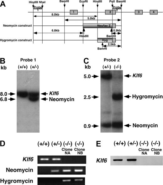 Figure 1. Targeted disruption of the mouse Klf6 gene. (A) Genomic structure of the mouse Klf6 gene and targeting vectors. (B) Genotyping of Klf6+/+ and Klf6+/- ES cells by Southern blot analysis using Probe 1 following HindIII digestion of genomic DNA. (C) Genotyping of Klf6+/- and Klf6-/- ES cells by Southern blot analysis using Probe 2 following BamHI digestion. (D) Genotyping of ES cells by PCR. Exon 2 of the Klf6 gene and the neomycin and hygromycin genes were amplified. Klf6-/- ES cells express only the neomycin and hygromycin sequences, but not Klf6 exon 2. In these analyses, genomic DNAs were extracted after depletion of mouse embryonic feeder cells. (E) Expression of the Klf6 gene. After depletion of mouse embryonic feeder cells, total RNAs were extracted and subjected to RT-PCR.