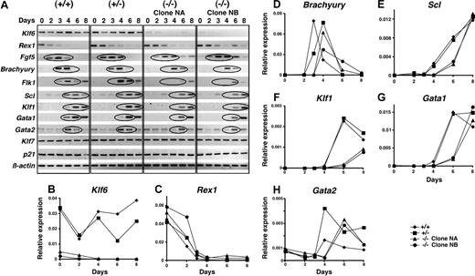 Figure 5. Expression of differentiation marker genes is delayed in Klf6-/- ES cells. (A) Differentiation into EBs of Klf6+/+ ES cells, Klf6+/- ES cells, and 2 clones of Klf6-/- ES cells was analyzed. EBs differentiated for 2, 3, 4, 6, or 8 days were harvested at each time point. Total RNAs were extracted and analyzed by RT-PCR. The expression of the indicated genes is shown. The cDNAs generated from the same mRNAs were also subjected to quantitative real-time PCR for (B) Klf6, (C) Rex1, (D) Brachyury, (E) Scl, (F) Klf1, (G) Gata1, and (H) Gata2.
