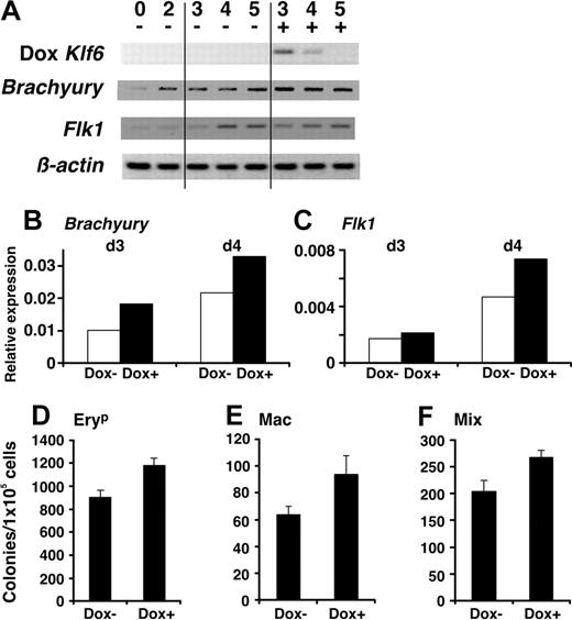 Figure 7. Doxycycline-induced Klf6 restores hematopoietic differentiation. (A) Doxycycline was added to culture medium on day 2 of EB differentiation in cells expressing a doxycycline-regulable Klf6. Expression of Brachyury (B) and Flk1 (C) is increased in cells following induction of Klf6 and confirmed by real-time PCR. Cells from day-5 EBs were subjected to hematopoietic colony formation assay. Colony numbers of EryP (D), Mac (E), and Mix (F) were counted. Bars represent SE of colony counts from 3 independent cultures. *P < .05 (Student t test).
