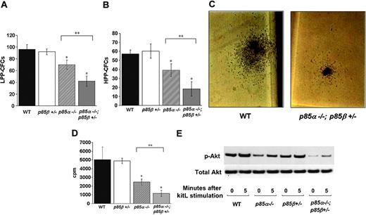 Figure 2. Reduced LPP-CFC/HPP-CFC frequency and proliferation of p85α-/- and p85α-/-; p85β+/- c-kit+ fetal liver cells. c-kit+ cells were purified from WT, p85β+/-, p85α-/-, and p85α-/-p85β+/- fetal livers and plated in agar cultures containing growth factors that promote the growth of (A) LPP-CFCs and (B) HPP-CFCs. Data shown are the mean number of colonies per 4000 c-kit+ cells plated. *P < .05; n = 4. (C) Representative LPP-CFC photomicrographs generated from WT and p85α-/-; p85β+/- c-kit+ cells. Original magnification, × 40. (D) Proliferation of WT, p85β+/-, p85α-/-, and p85α-/-p85β+/- c-kit+ fetal liver cells in response to kitL. Freshly isolated c-kit+ fetal liver cells were plated in triplicate with no growth factors or 10 ng/mL KitL for 16 hours. Cells were pulsed with tritiated thymidine and harvested for measurement of β emission. Results represent the mean thymidine incorporation ± SEM of 9 independent experiments. *P < .05. (E) Akt activation of WT, p85β+/-, p85α-/-, and p85α-/-p85β+/- c-kit+ fetal liver cells in response to kitL. Western blots for Akt phosphorylation and total Akt are shown. Data are representative of 4 independent experiments. **P < .05 for p85α-/- vs p85α-/-p85β-/-.