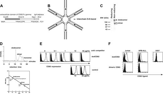Figure 1. Construction, structure, and verification of dodecameric form of soluble CD83. (A) A dodecameric form of soluble CD83 (dodCD83) was constructed by fusing the CD83 extracellular portion, Fcγ portion of human IgG1, and human IgA tailpiece. The primary structure of dodCD83 is shown as a monomeric form. (B) The predicted structure of dodCD83. (C) With or without reducing treatment by dithiothreitol, purified dodCD83 protein was subjected to SDS-PAGE, transferred to a PVDF membrane, and blotted with goat anti-human Ig (H+L) Ab. (D) Purified dodCD83 (100 μg) was loaded onto a size-exclusion HPLC column and fractionated based on size. Purified human IgM, IgG, or gel filtration standard was also run and used as a reference protein. (E) CHO/CD83 cells were preincubated with graded amounts of dodCD83 or control protein and subsequently stained with PE-labeled anti-CD83 mAb. (F) T-cell leukemic lines Jurkat and HPB-ALL and monocytic cell line U937 cells were analyzed for CD83L expression using dimeric and dodecameric of soluble CD83. Cells were incubated with either dodCD83 (open curve) or control dodecameric protein (filled curve), followed by incubation with PE-conjugated secondary antibody.