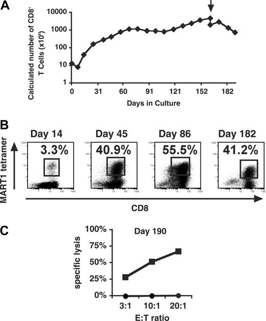 Figure 7. CD83L engagement supports sustained growth of antigen-specific CD8+ T cells. MART1-specific CD8+ T cells were generated by stimulation with MART1-pulsed APC/A2/CD80/CD83 every 7 to 14 days. The percentage increase or decrease in the number of cells was determined at each stimulation, and a fraction was subsequently stimulated and maintained in culture. Antigen specificity was demonstrated every 3 or 4 rounds of stimulation by tetramer analysis. (A) The predicted total number of CD8+ T cells generated over a 191-day culture period is shown. Arrow denotes removal of debris by Ficoll density gradient. (B) PE-conjugated MART1 tetramer staining versus CD8 staining is shown at 4 time points during the culture period. (C) Effector function was determined by cytotoxicity assay on day 190 using peptide-pulsed T2 cells as targets (▪ indicates MART1 peptide; •, HIV pol as control peptide).