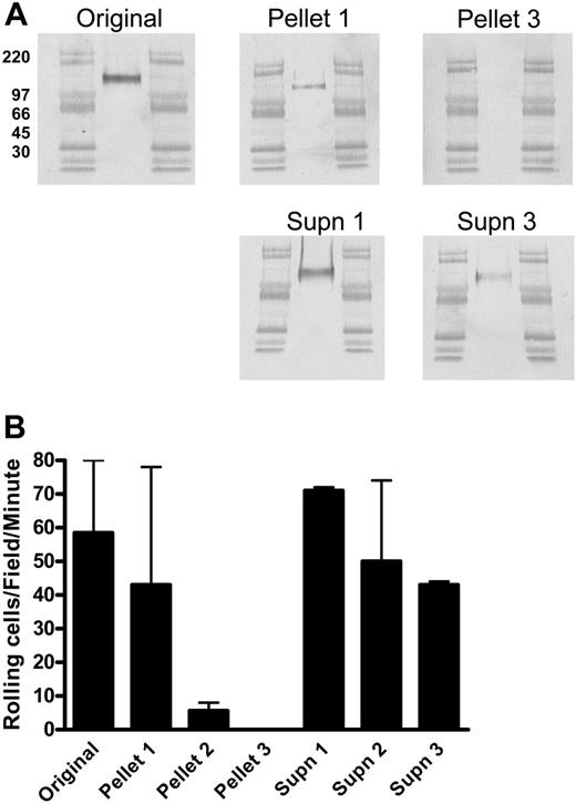 Figure 1. Immunoprecipitation with anti-PSGL-1 mAb does not clear T-cell lysates of CLA or E-selectin ligand activity. (A) Lysates of cultured human peripheral-blood T cells expressing high levels of CLA were immunoprecipitated with anti-PSGL-1 mAb 4H10 and the products subjected to reducing SDS-PAGE. Representative Western blots stained for CLA (mAb HECA-452) are shown in panel A. All blots include high-range molecular weight markers run in the flanking lanes. Unmanipulated lysate (Original) shows a 140-kDa CLA+ band as previously described. IP of PSGL-1 results in recovery of 140-kDa CLA+ PSGL-1 (Pellet 1 is product of first IP) with complete clearance of PSGL-1 from the lysate by 3 rounds of IP (Pellet 3). The band of CLA+ material at 140 kDa observed in the residual soluble material after PSGL-1 IP (Supn 1 and Supn 3) indicates the presence of an additional CLA+ protein distinct from PSGL-1. Blots from panel A were assayed for functional E-selectin ligand activity by blot-rolling analysis (B). E-selectin ligand activity was observed on both immunoprecipitated 140-kDa PSGL-1 (Pellet 1) and the residual unknown CLA+ protein (Supn 3). Results shown are mean and range of 2 to 4 separate determinations on each blot and are representative of 3 similar immunoprecipitation experiments.