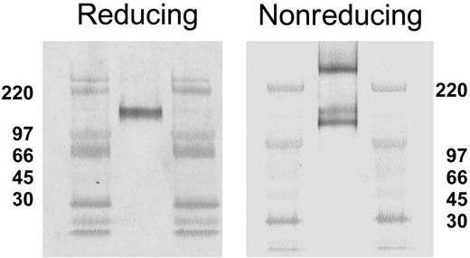 Figure 2. Reducing and nonreducing SDS-PAGE conditions result in different CLA band patterns on Western blots. Aliquots of CLA+-cultured T-cell lysate were subjected to SDS-PAGE under reducing (left panel) and nonreducing (right panel) conditions, transferred to PVDF membranes, and immunostained for CLA (mAb HECA-452). Three CLA+ bands (240 kDa, 140 kDa, and 125 kDa) are observed on Western blots following nonreducing SDS-PAGE, as opposed to one band (140 kDa) after reducing SDS-PAGE. High-range molecular weight markers are run in the flanking lanes as shown. Molecular weight values in kDa are shown beside each blot.