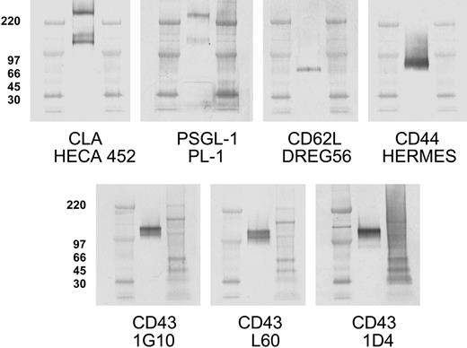 Figure 3. One hundred twenty-five kilodalton CLA+ glycoprotein comigrates with core-2-decorated CD43, not known selectin ligands. Aliquots of CLA+-cultured T-cell lysate were subjected to SDS-PAGE under nonreducing conditions, transferred to PVDF membranes, and immunostained for CLA (mAb HECA-452), PSGL-1 (mAb PL-1), CD62L (mAb DREG56), CD44 (mAb HERMES), CD43 core protein (mAb 1G10), CD43 sialic acid-dependent epitope (mAb L60), and a CD43 core-2-branched O-glycan-dependent epitope (mAb 1D4). PSGL-1 migrates in nonreducing SDS-PAGE as both a 240-kDa dimer band and a 140-kDa monomer band. The HECA-425-reactive bands at 240 kDa and 140 kDa correspond to CLA-decorated PSGL-1 dimer and monomer, respectively. The HECA-452-reactive band at 125 kDa comigrates with high-molecular-weight CD43 and not PSGL-1, CD62L, or CD44. Blots for CD43 L60 epitope and 1D4 epitope indicate that 125-kDa CD43 is decorated with both sialic acid and core-2-branched carbohydrate. Anti-PSGL-1-specific mAbs PL-2, KPL-1, and PSL-275 showed reactivity identical to PL-1 (not shown). The 125-kDa band and 115-kDa band seen with mAb 1G10 are also observed with additional CD43 antibodies to the core protein (MT-1 and DF-T1; not shown). Isotype control blots show no bands (not shown). High-range and full-range molecular weight markers are run in flanking lanes as shown. Molecular weights in kDa for the high-range markers are shown to the left of each blot row.